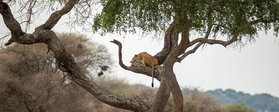 Kenya utazás és szállás ajánlatok