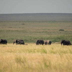 Miért Afrika a legjobb?