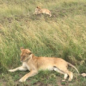 A Safari Travel a konzerv vadászat ellen