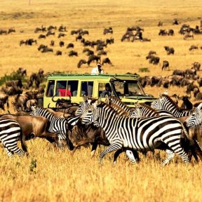 Serengeti lett  Afrika Vezető Nemzeti Parkja