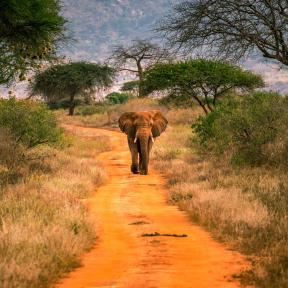KENYA - Tsavo Nemzeti Park szafari 