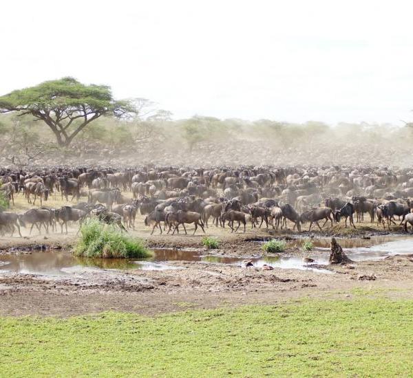 Nyári nagy állatvándorlás Kenyában 