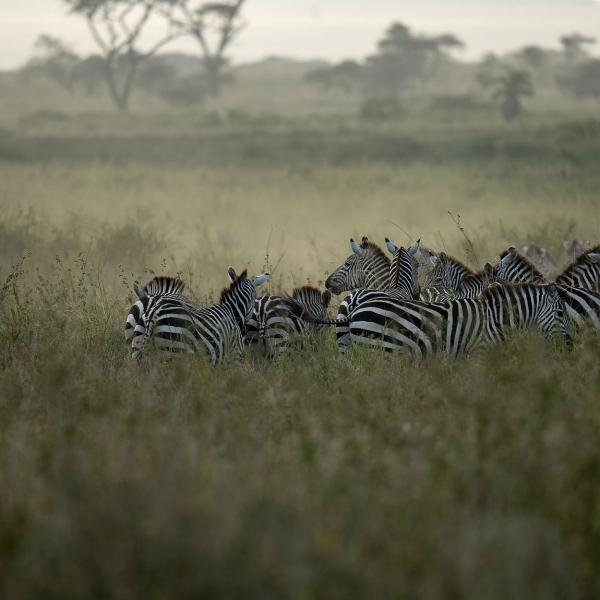 Utazz Afrikába a Safari Travellel 