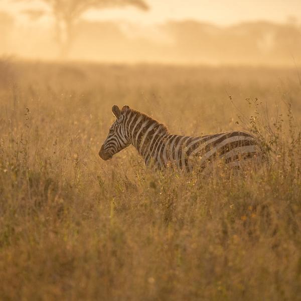 Tanzánia szafari és üdülés Zanzibáron