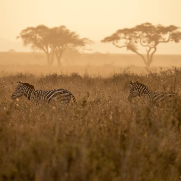 Best of Kenya szafari + tengerparti élmény