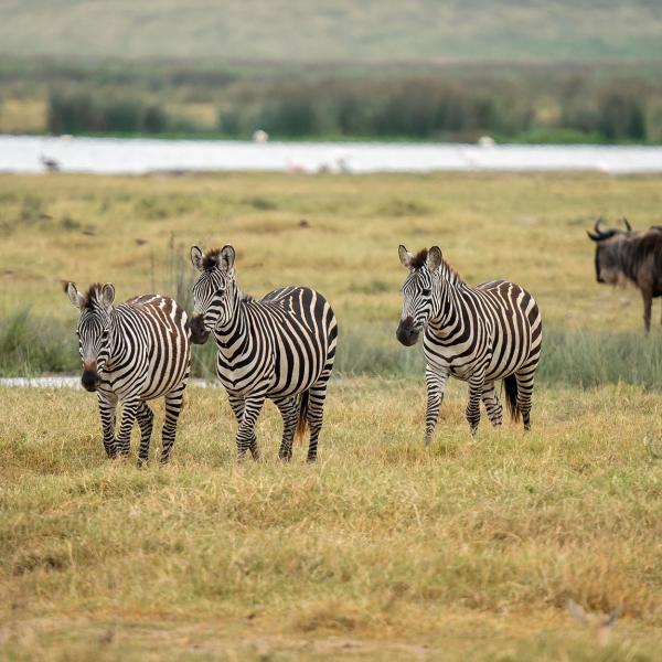 Mombasa és Tsavo