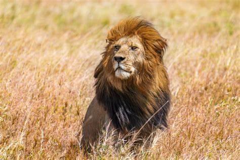 Meghalt a Serengeti  legendás oroszlánja
