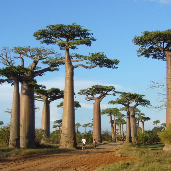 Madagaszkár - mostantól a II-es kategória alá esik