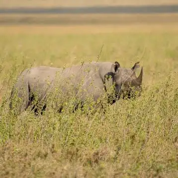 3 napos repülős szafari Zanzibarból