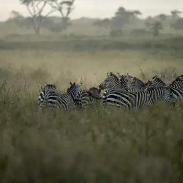 Kenya szafari 7 nap/ 6 éj