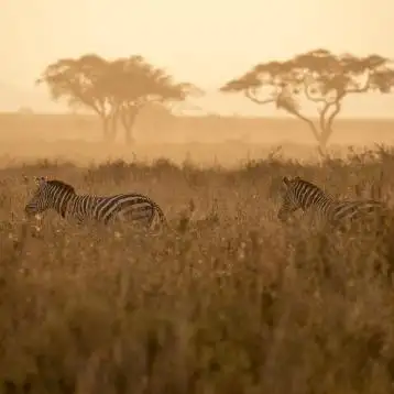 BEST OF KENYA SZAFARI+TENGERPARTI ÜDÜLÉS